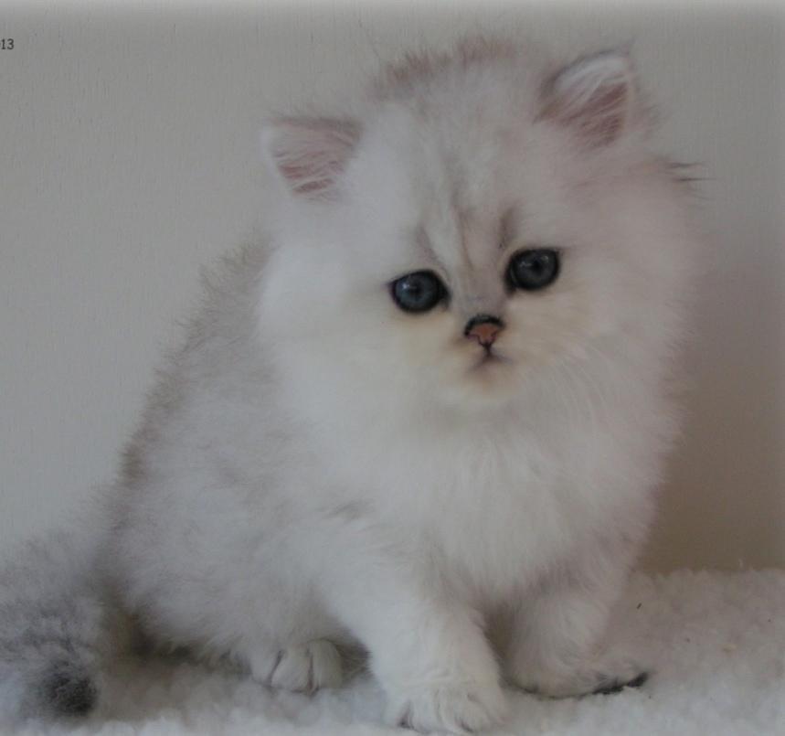 Perser Baron Bright Bently Beauperfield DK billede 20