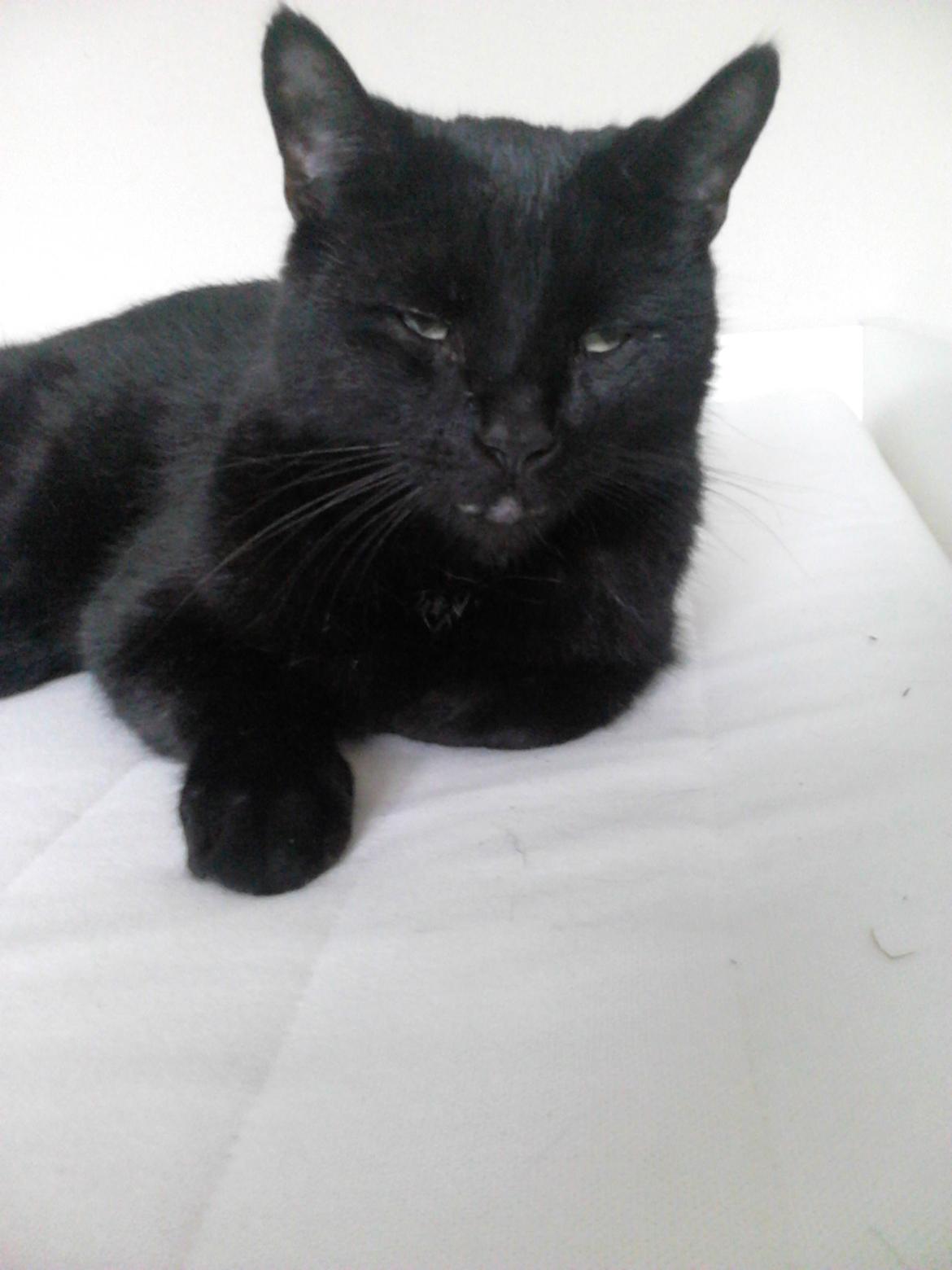 Huskat Kattegårdens Sorte - Det kan godt være at der er en del samme bargrund på billeder men det er begrund af min væg billede 1