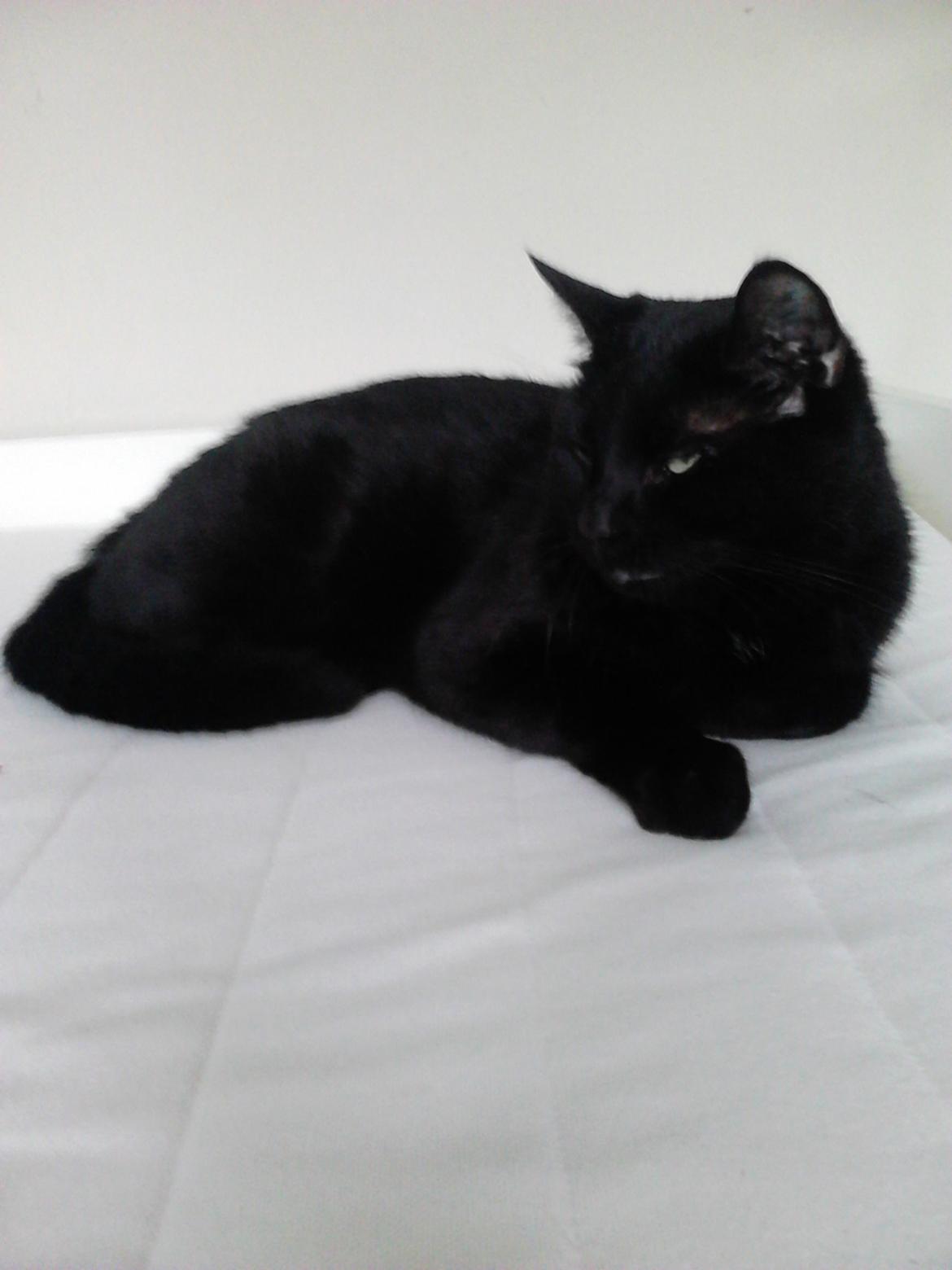 Huskat Kattegårdens Sorte billede 2