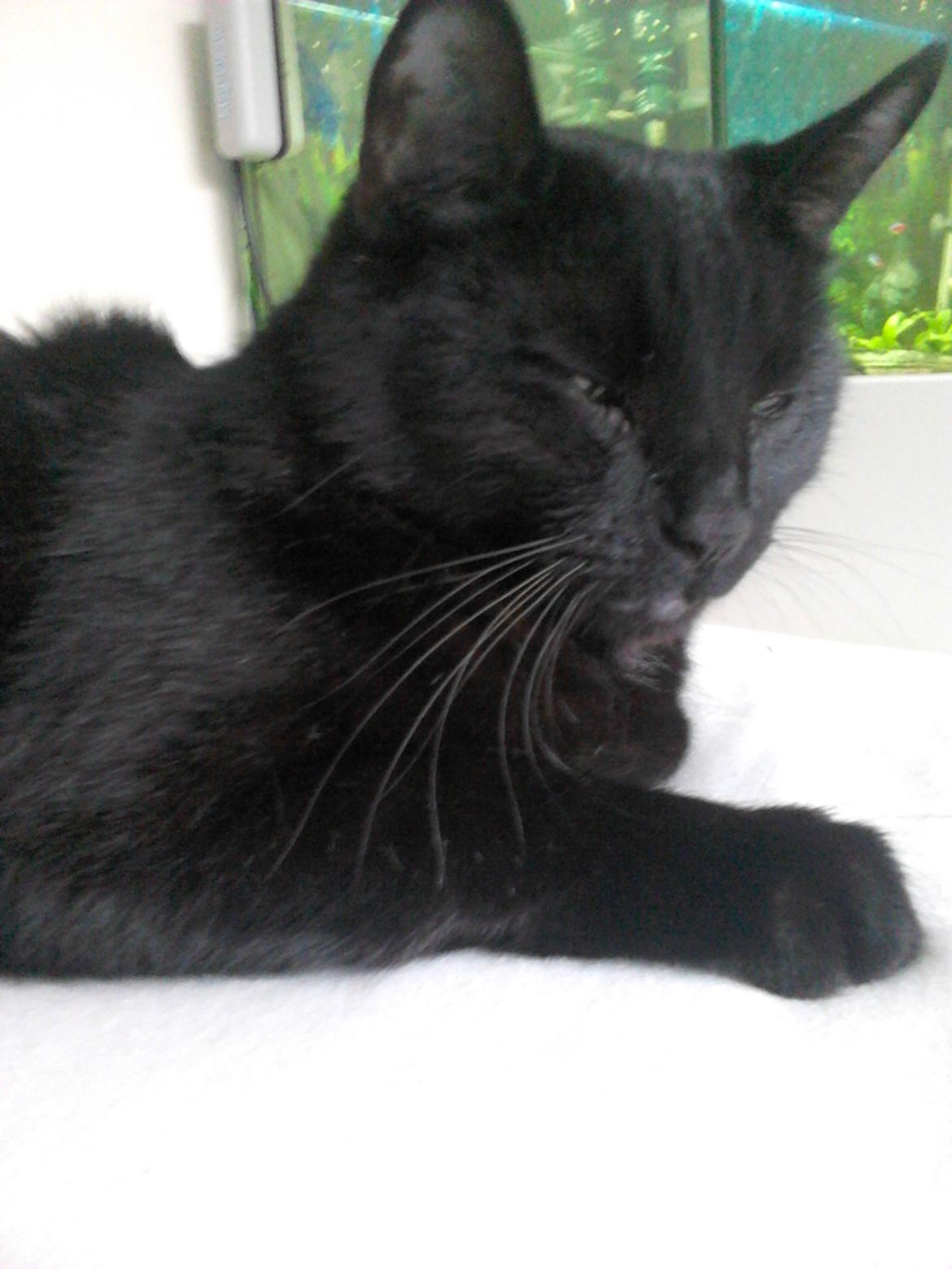 Huskat Kattegårdens Sorte billede 3