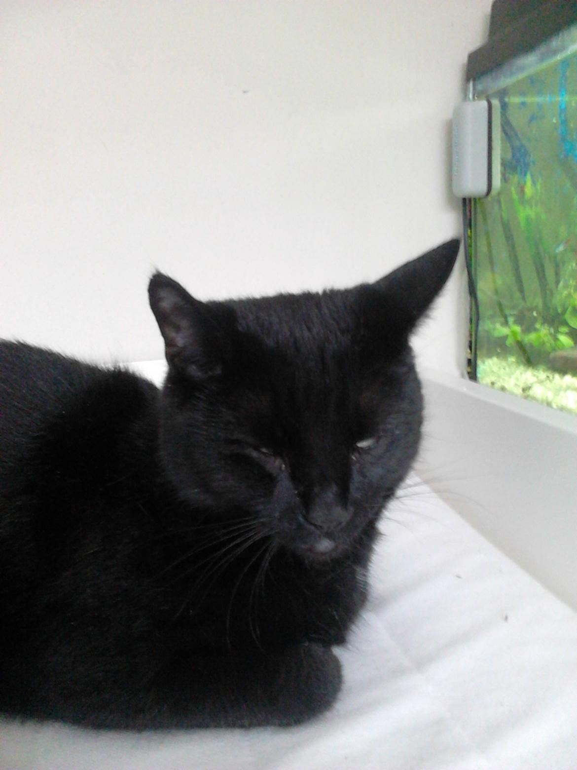 Huskat Kattegårdens Sorte billede 4