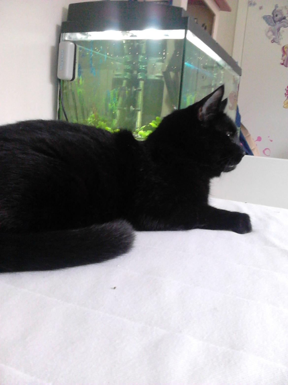 Huskat Kattegårdens Sorte billede 5