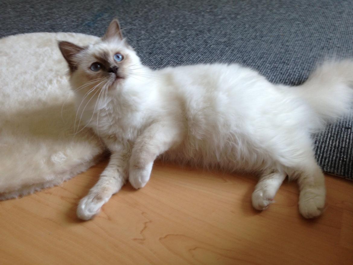 Hellig Birma DK Wainø's Duchess billede 1