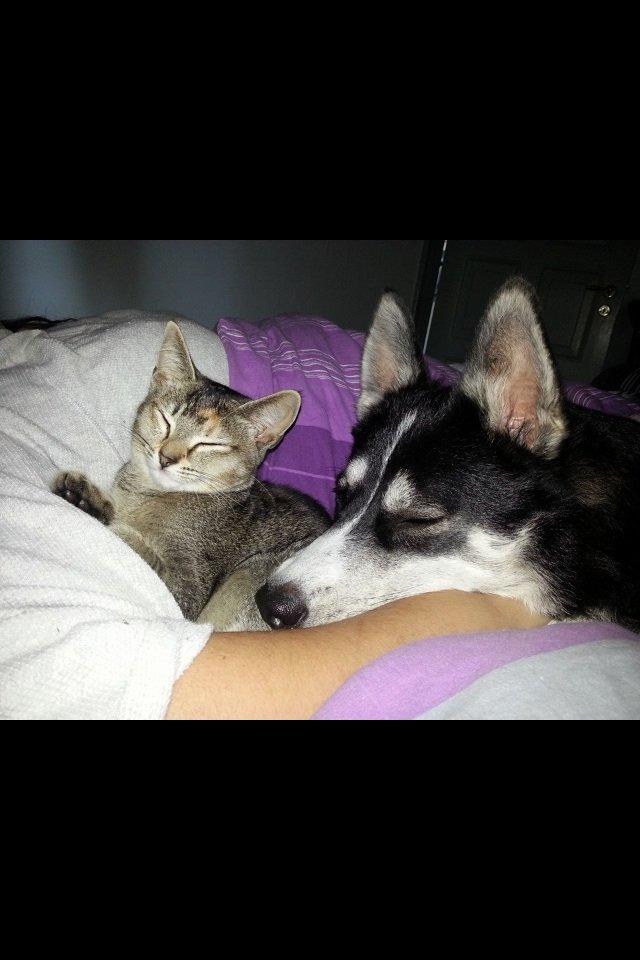 Blanding af racer Molly <3 billede 8