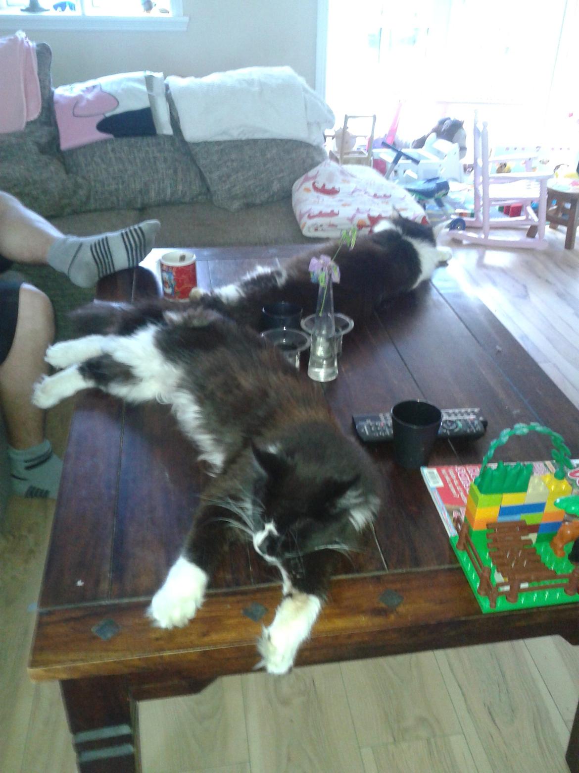 Maine Coon coon danica's Sharro billede 2