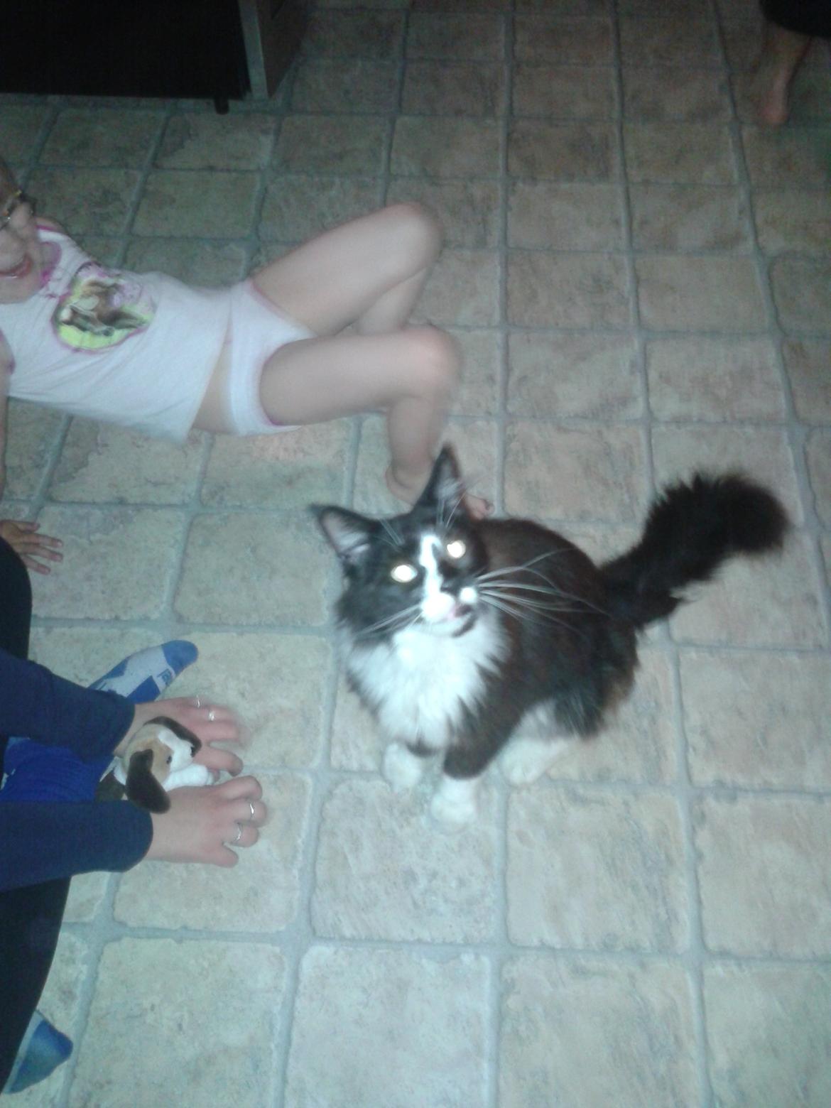 Maine Coon coon danica's Sharro billede 3