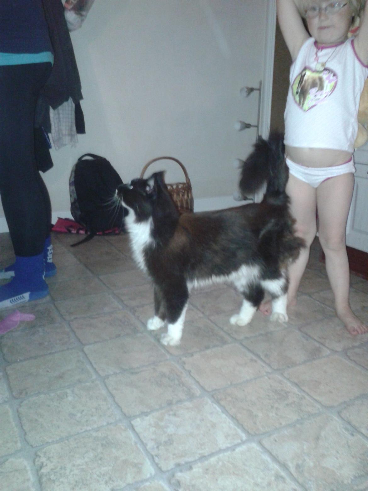 Maine Coon coon danica's Sharro billede 4