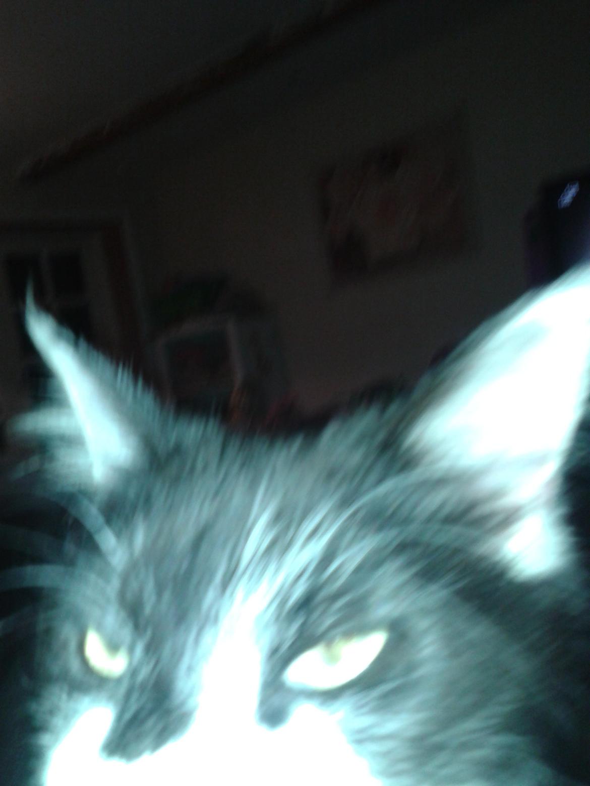 Maine Coon coon danica's Sharro billede 5