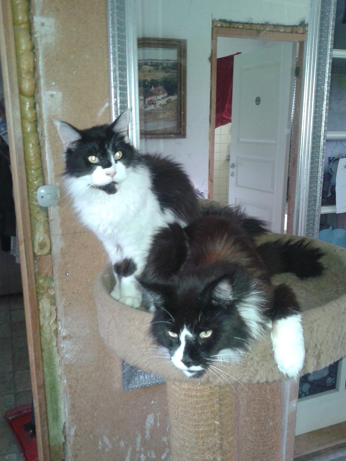 Maine Coon coon danica's Sharro billede 6