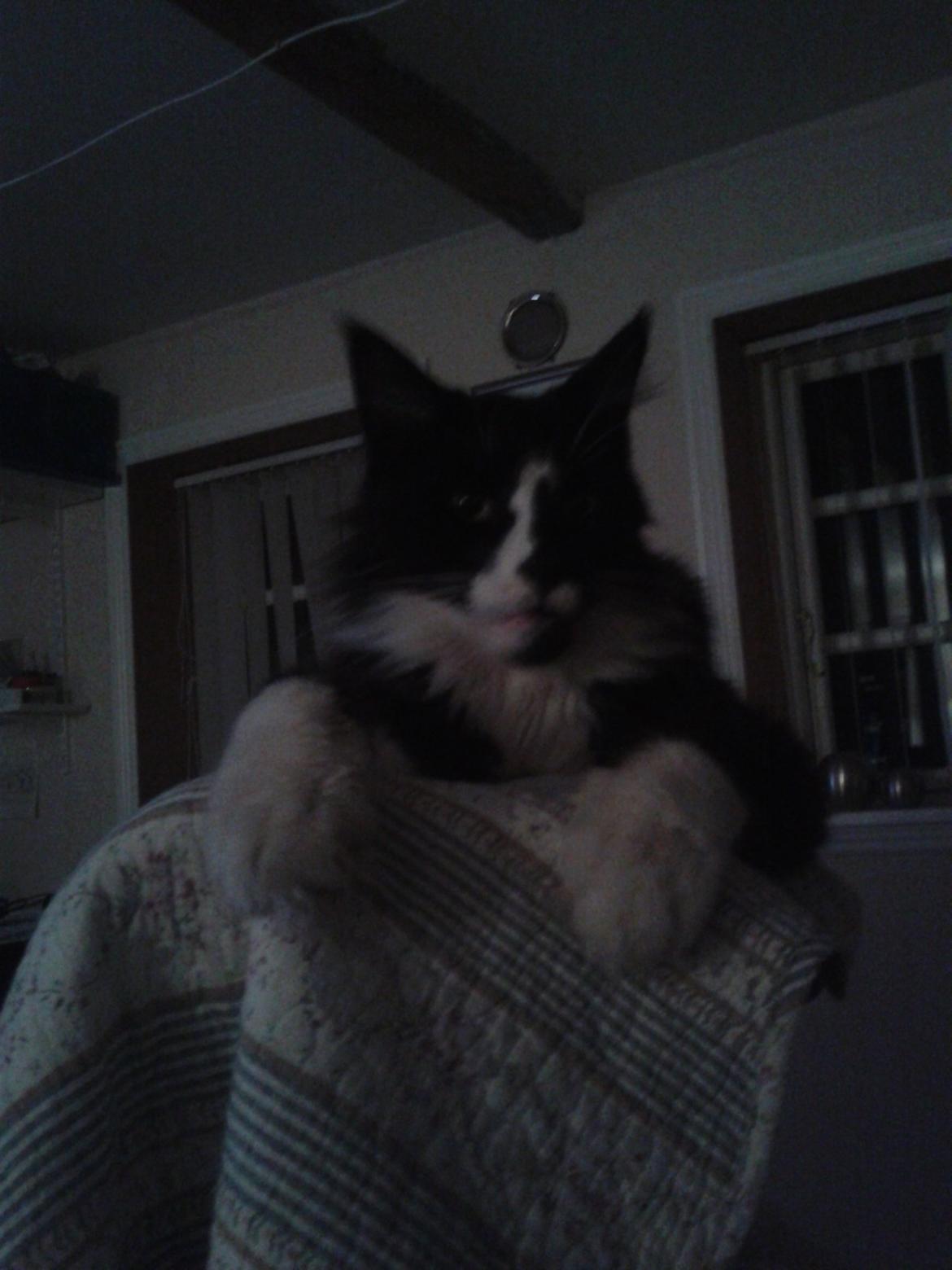 Maine Coon coon danica's Sharro billede 7