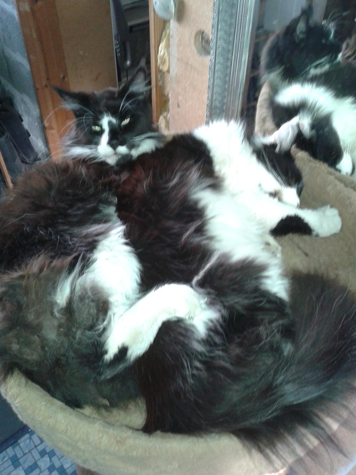 Maine Coon coon danica's Sharro billede 8