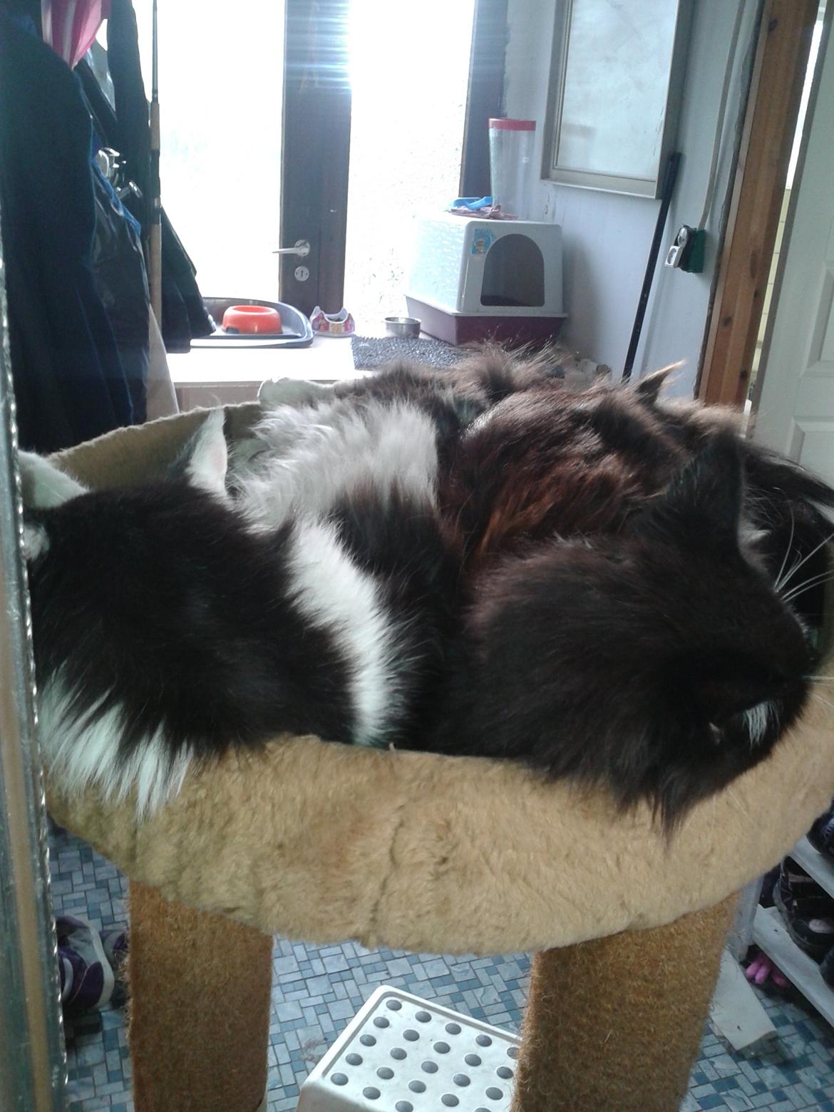 Maine Coon coon danica's Sharro billede 9