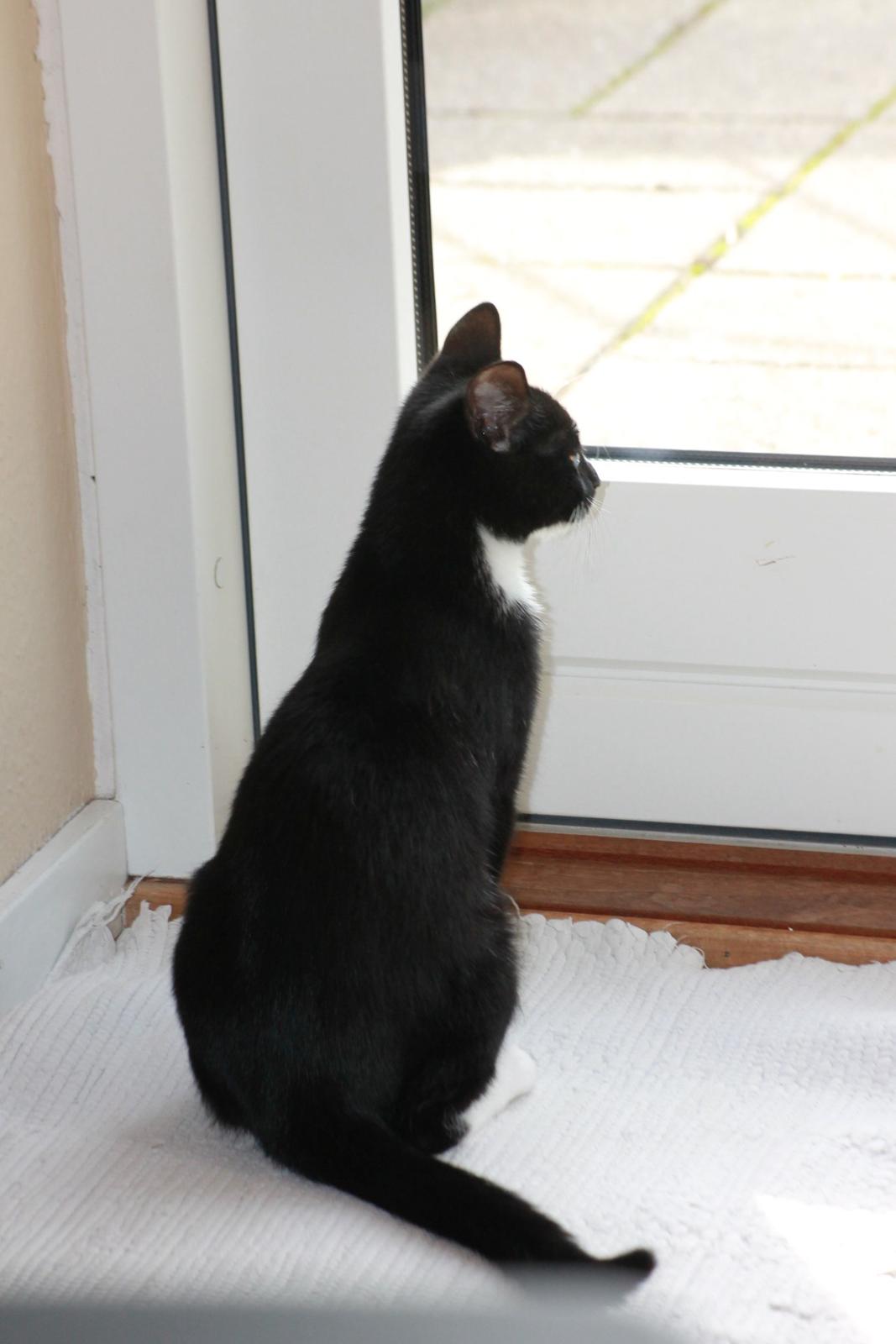 Huskat Lucky Luke - Sidder og kigger på alle fuglene i haven. 4.10.13 billede 14