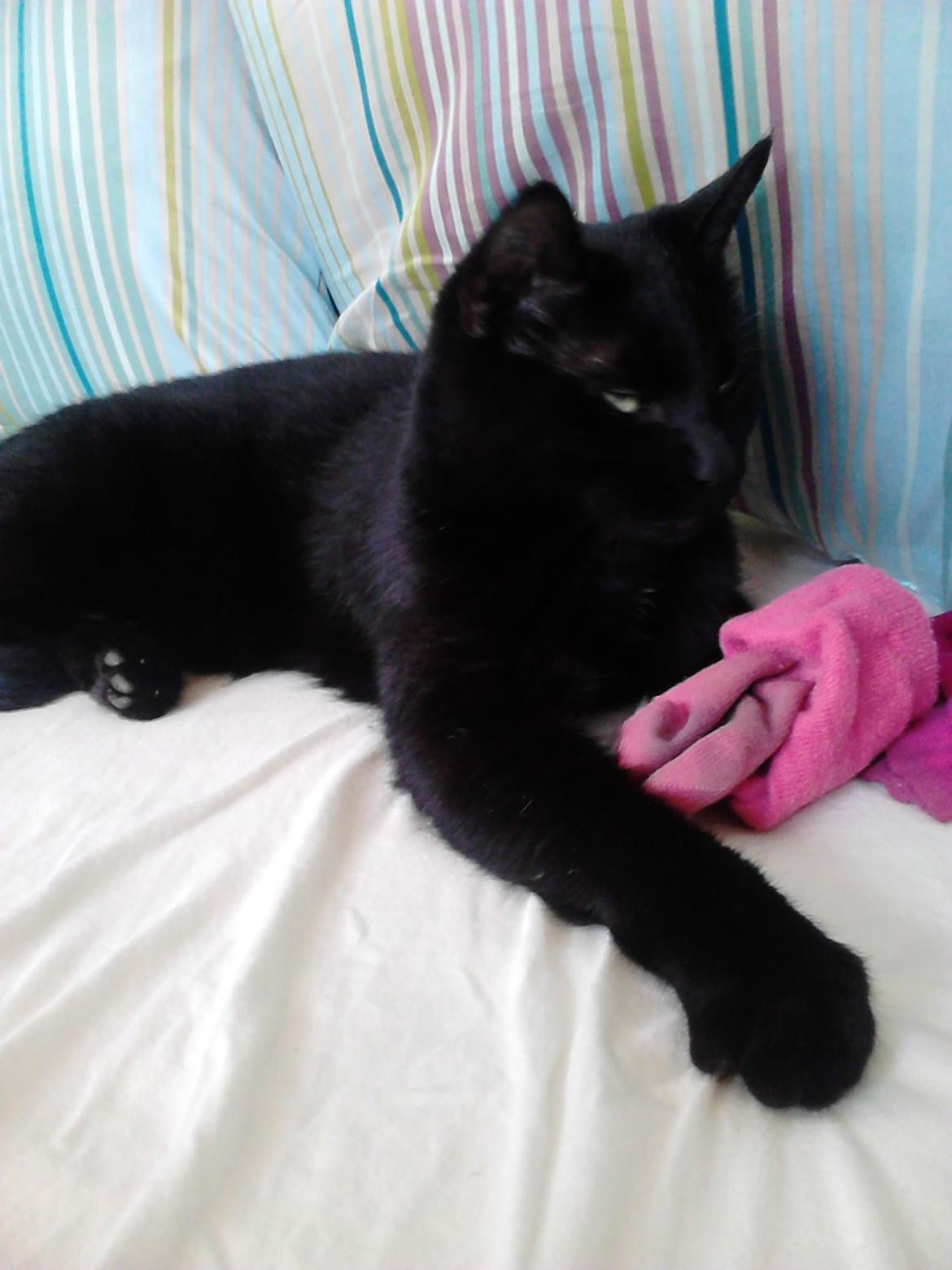 Huskat Kattegårdens Sorte billede 6