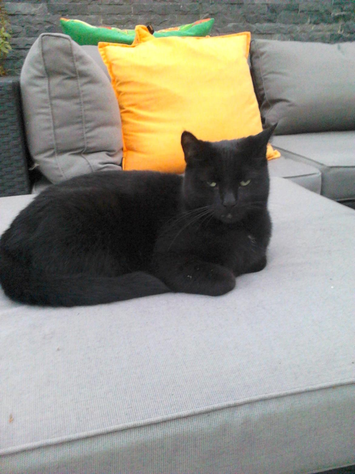 Huskat Kattegårdens Sorte billede 7