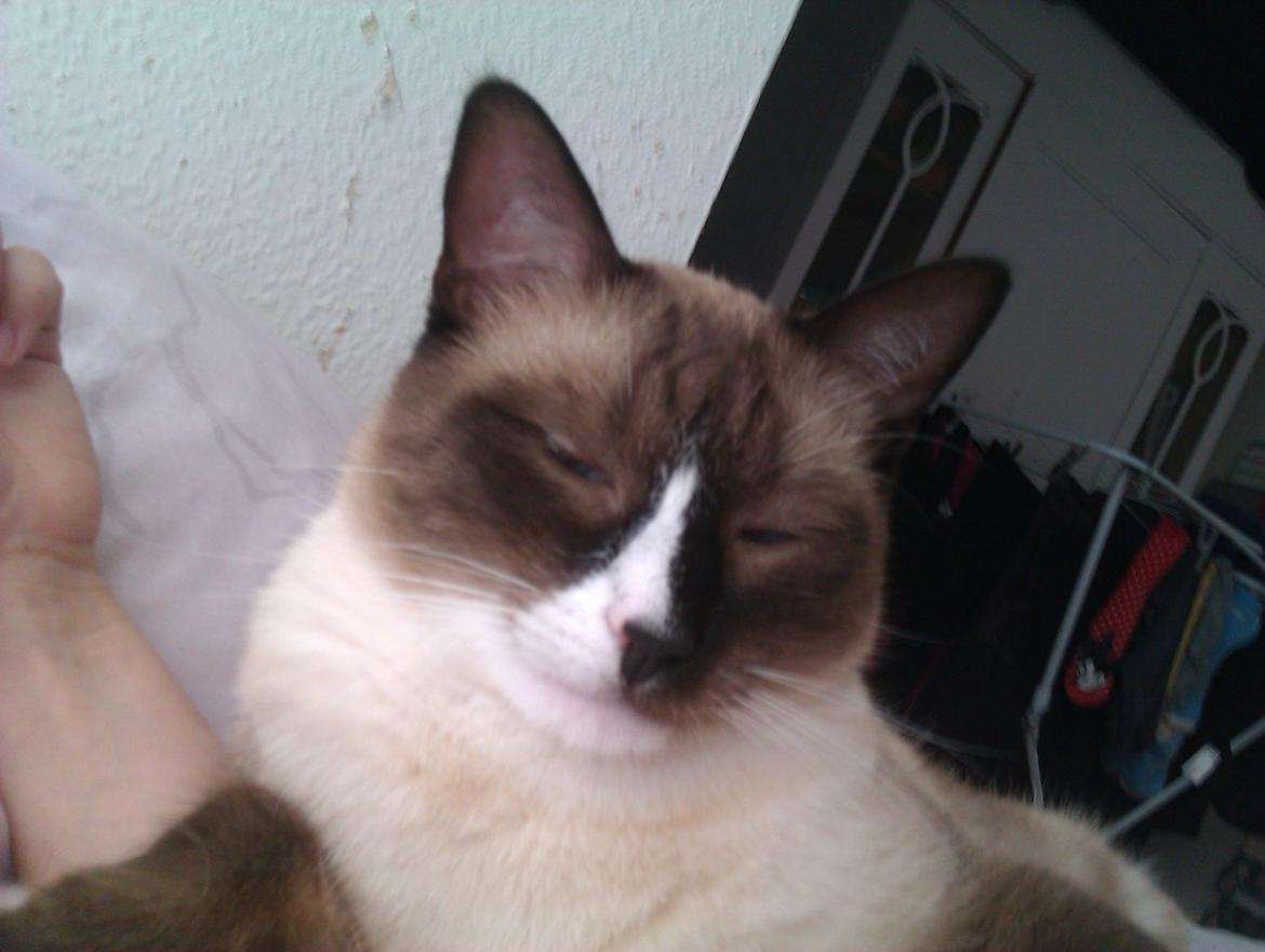 Blanding af racer Carlo billede 2