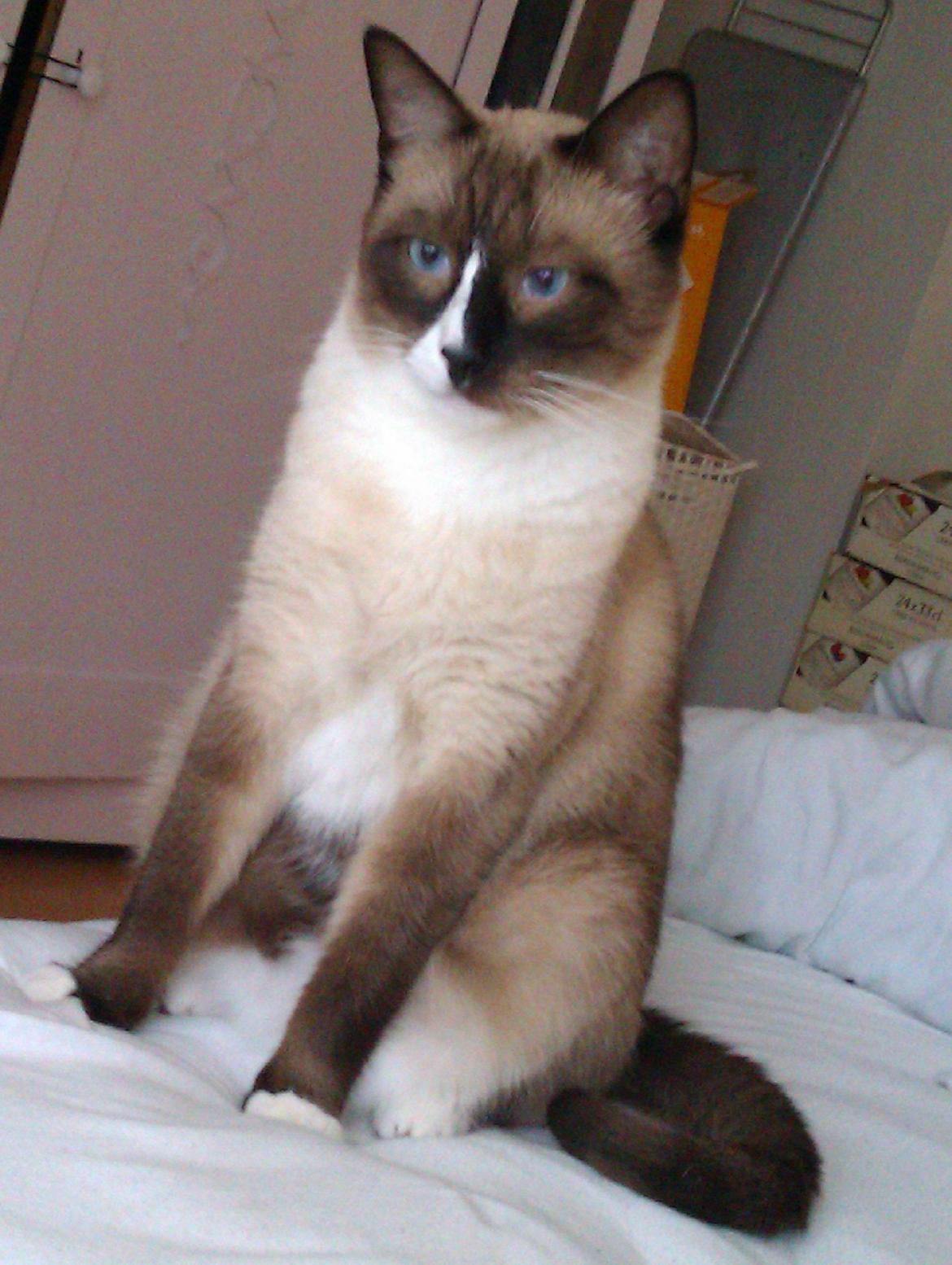 Blanding af racer Carlo billede 1