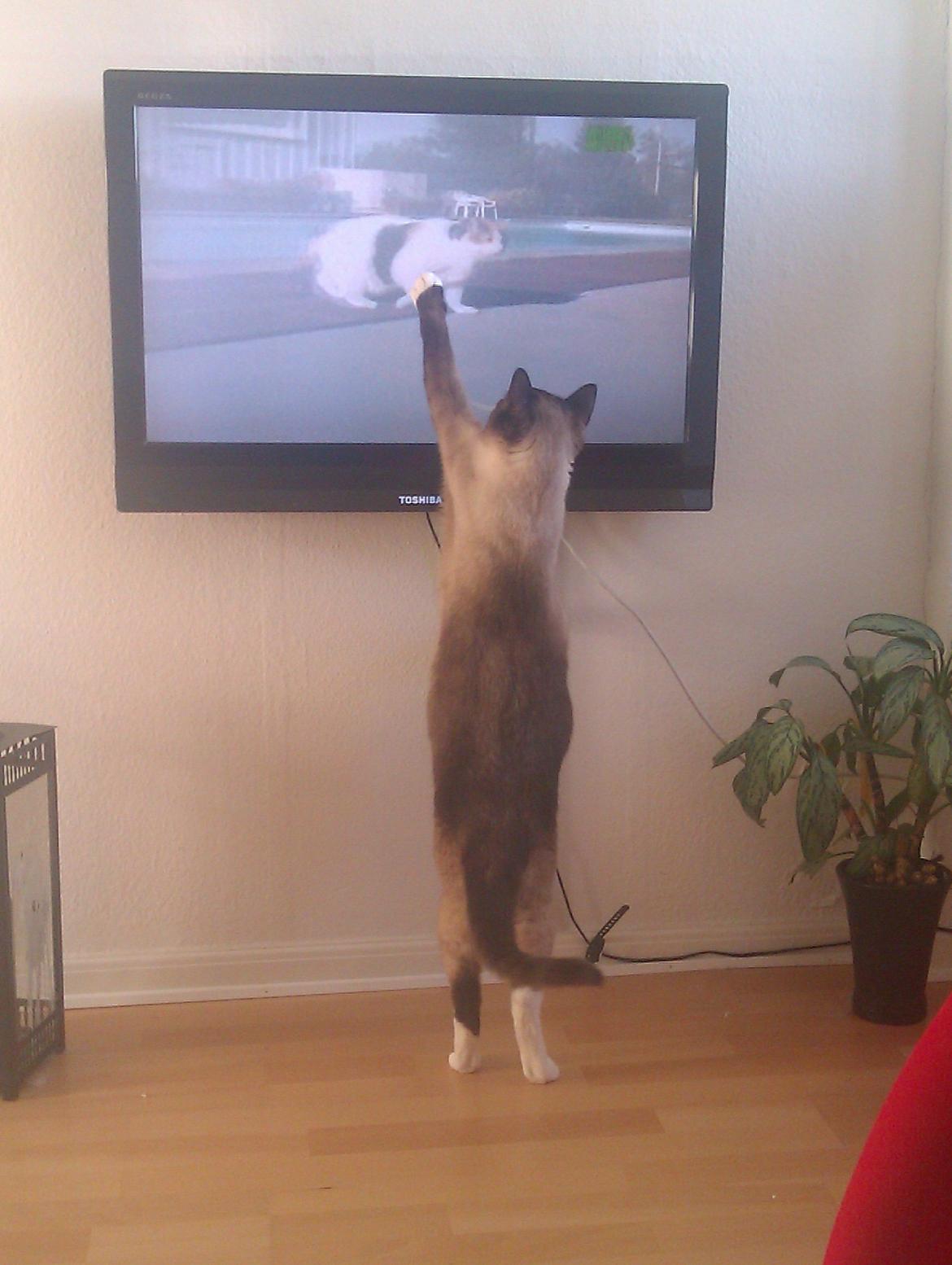Blanding af racer Carlo - Animal planet og en udsendelse om katte....lige noget for Carlo billede 3