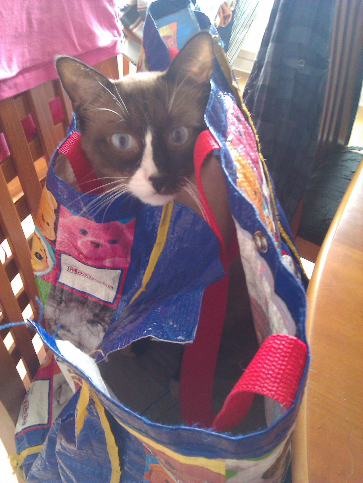 Blanding af racer Carlo - Æææælsker bare poser. billede 4