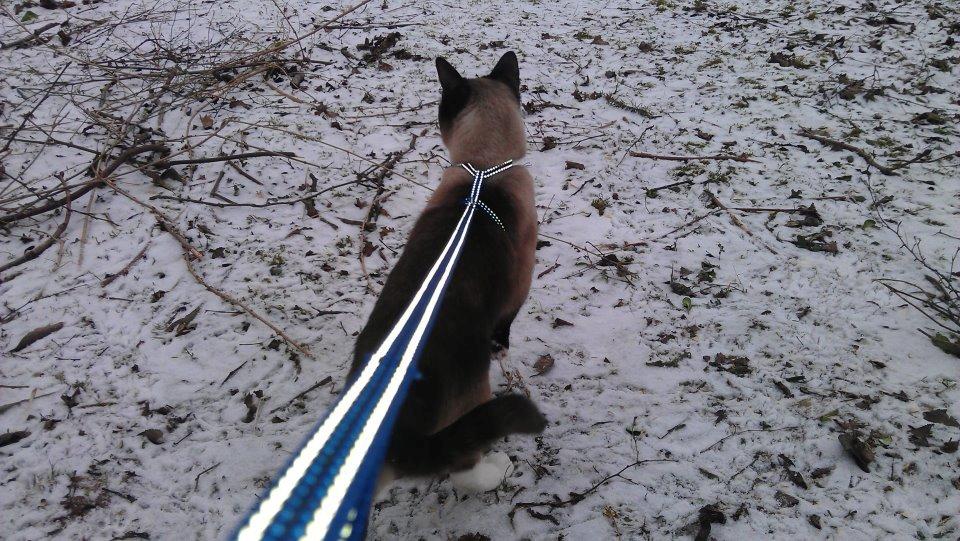 Blanding af racer Carlo billede 5