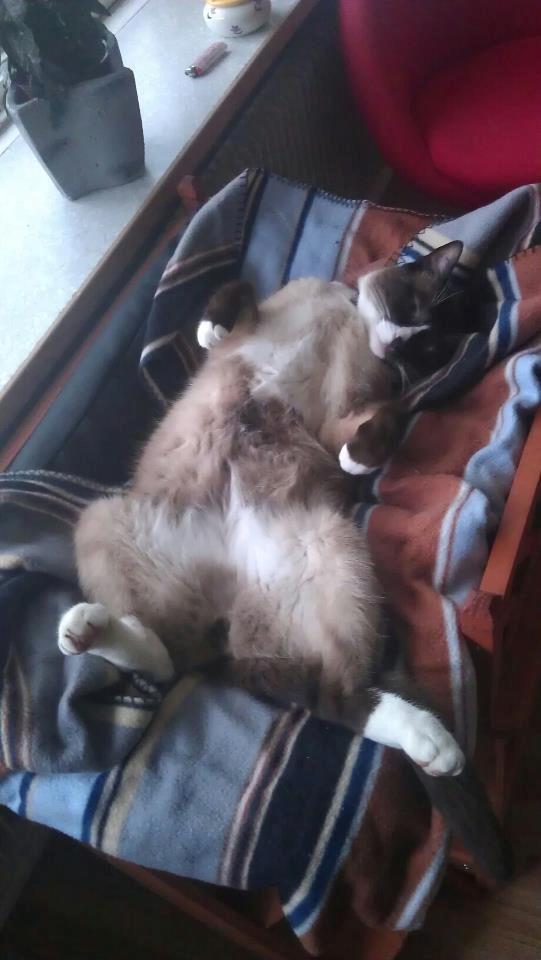 Blanding af racer Carlo billede 6