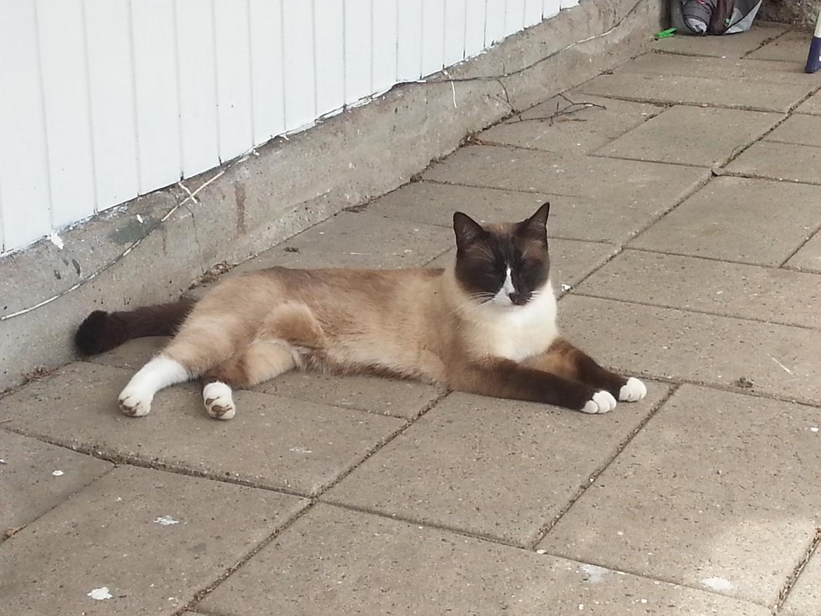 Blanding af racer Carlo billede 8