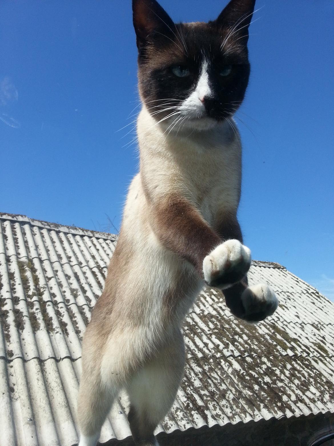 Blanding af racer Carlo - Hvis jeg ikke må komme med ind i bilen, så stiller jeg mig bare på forruden! billede 9