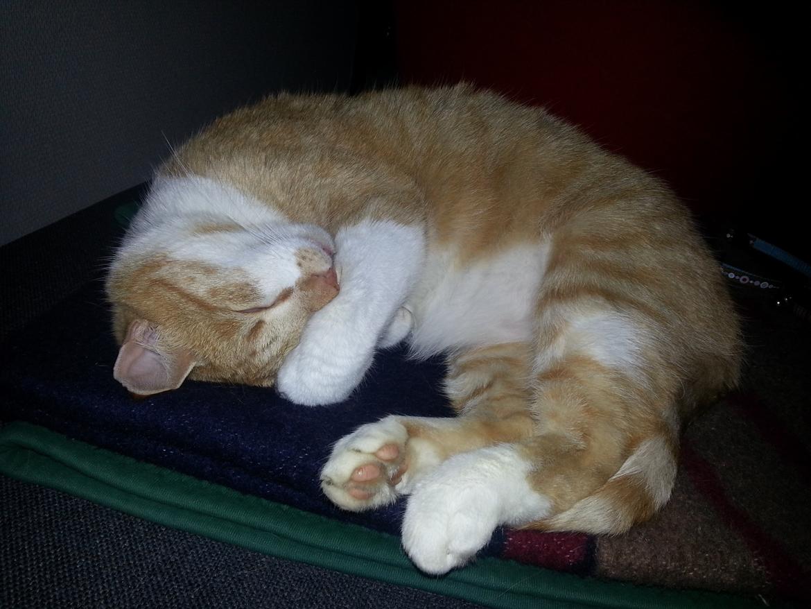 Huskat Walter billede 1