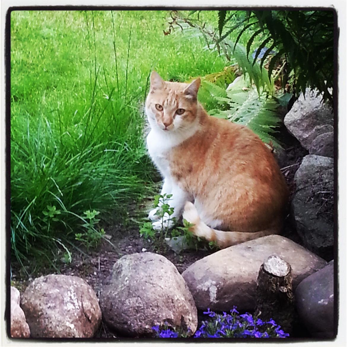 Huskat Walter billede 2