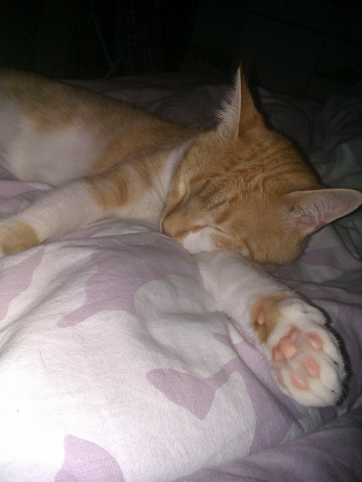 Huskat Walter billede 3