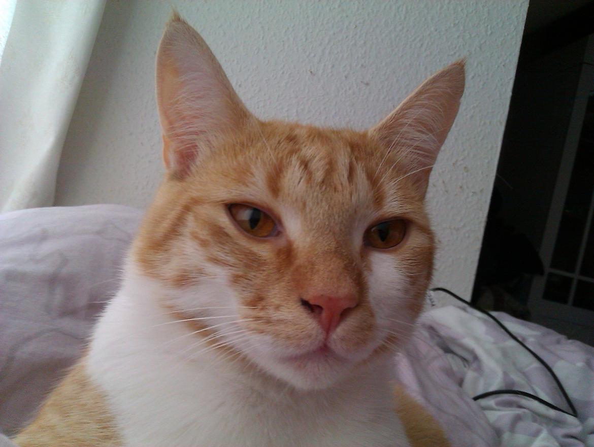 Huskat Walter billede 4