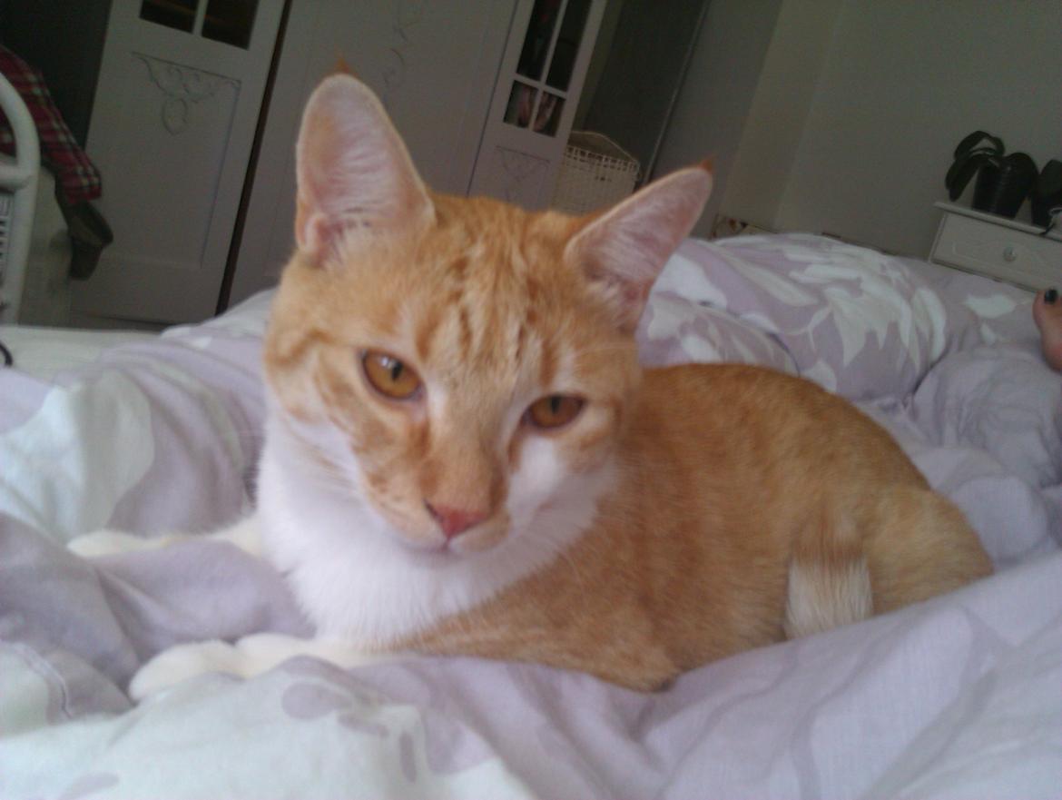 Huskat Walter billede 5