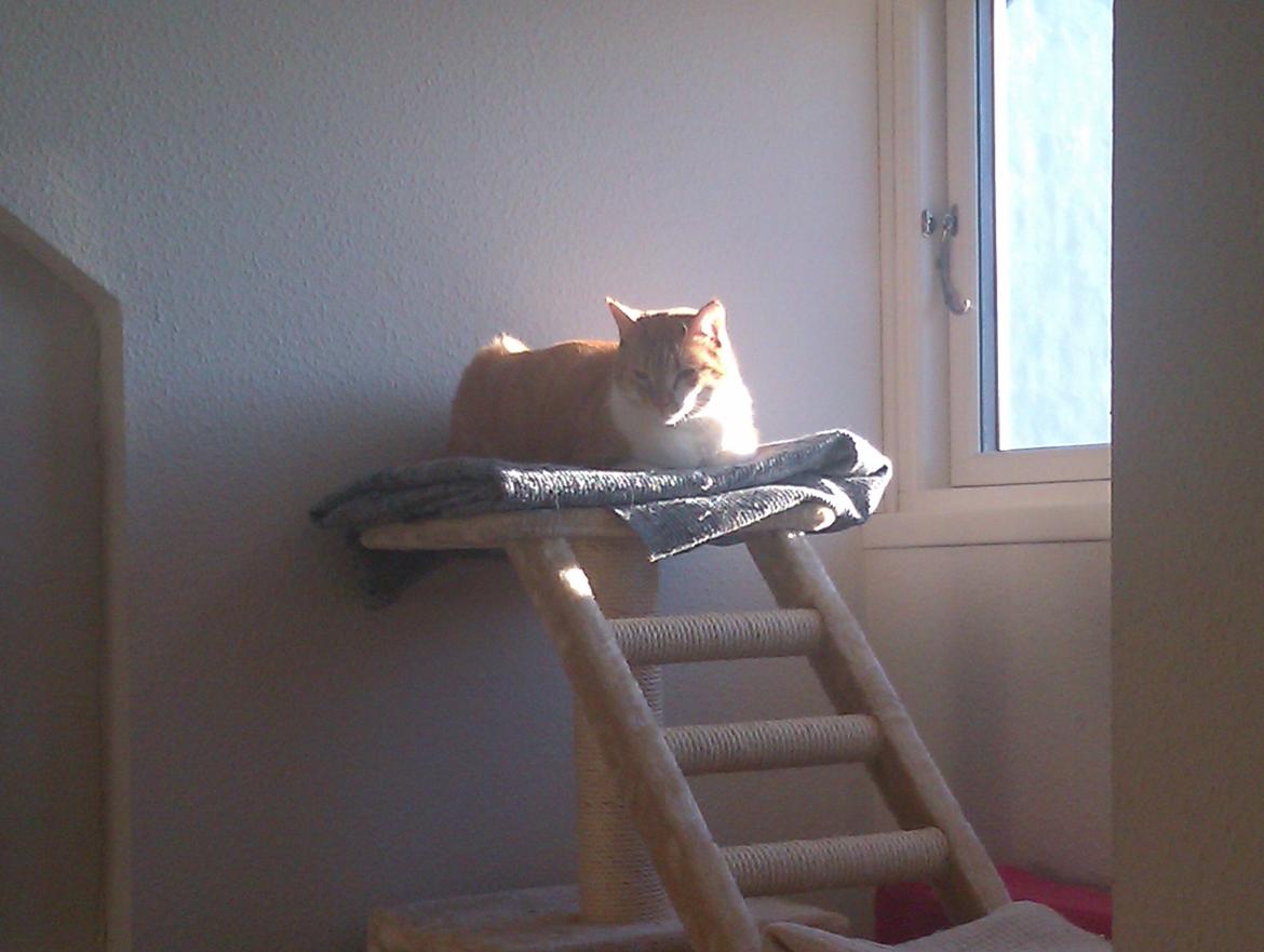 Huskat Walter billede 6