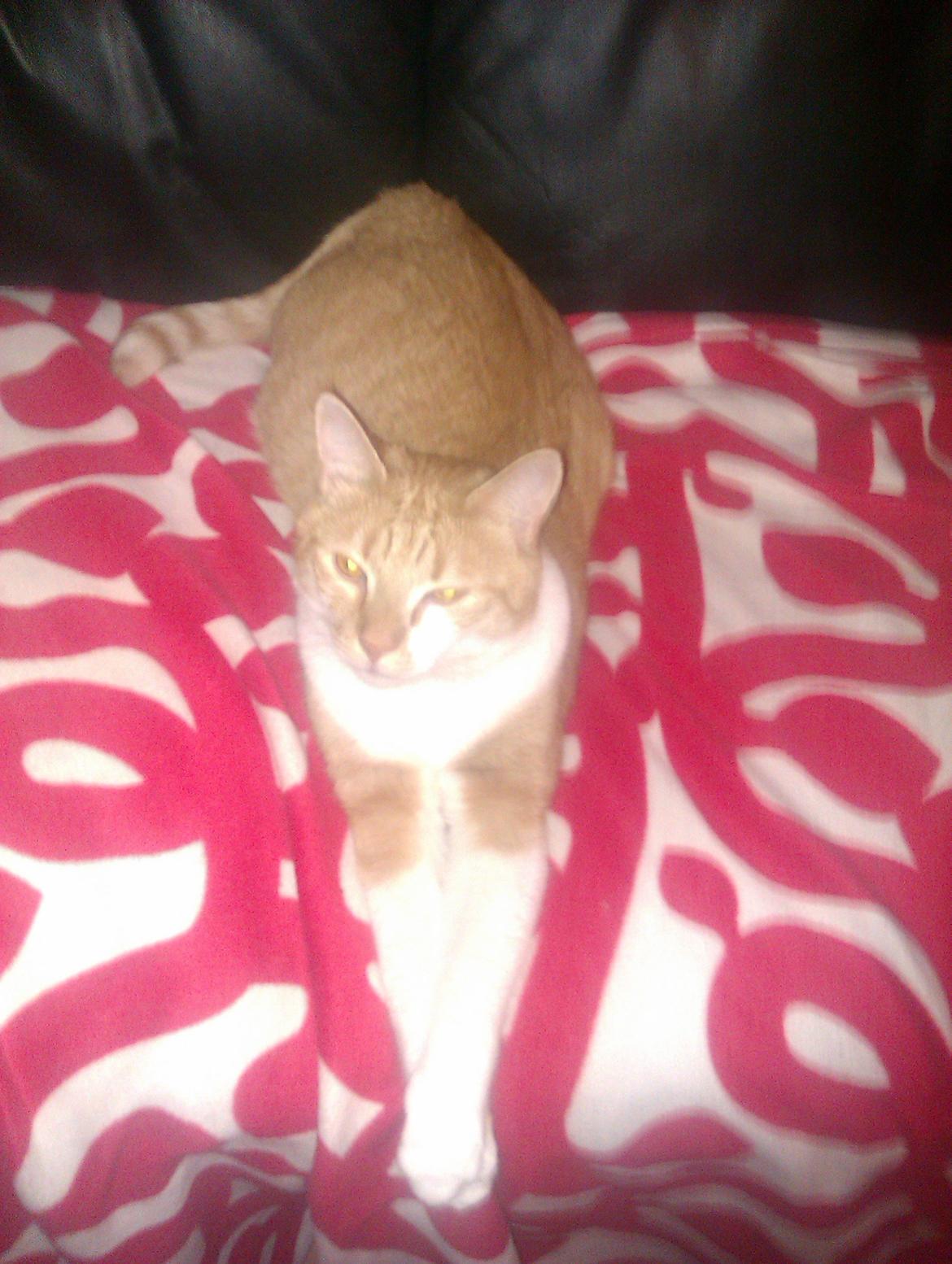 Huskat Walter billede 7