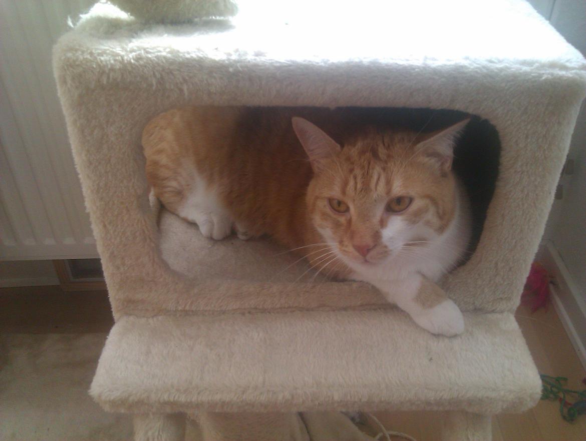 Huskat Walter billede 8