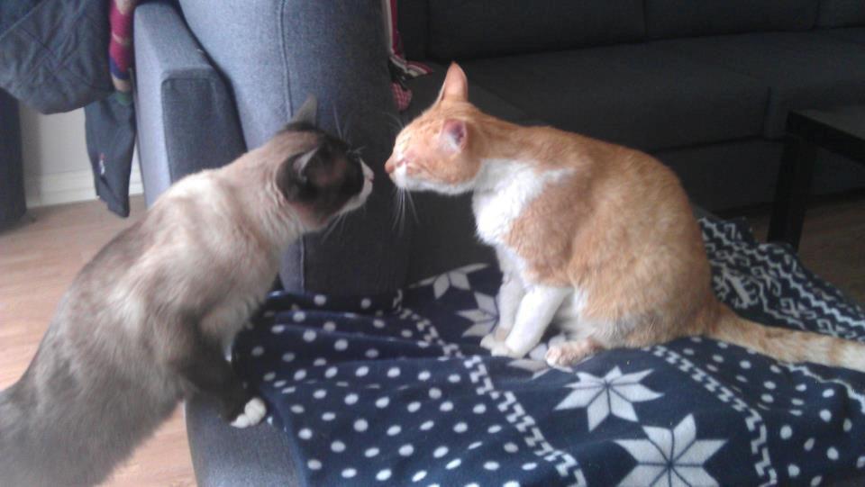 Huskat Walter - Mit absolut favoritbillede. Efter 5 dage hos dyrelægen, hvor Walter svævede mellem liv og død, kom han hjem og blev modtaget på den sødeste vis af Carlo.  billede 9