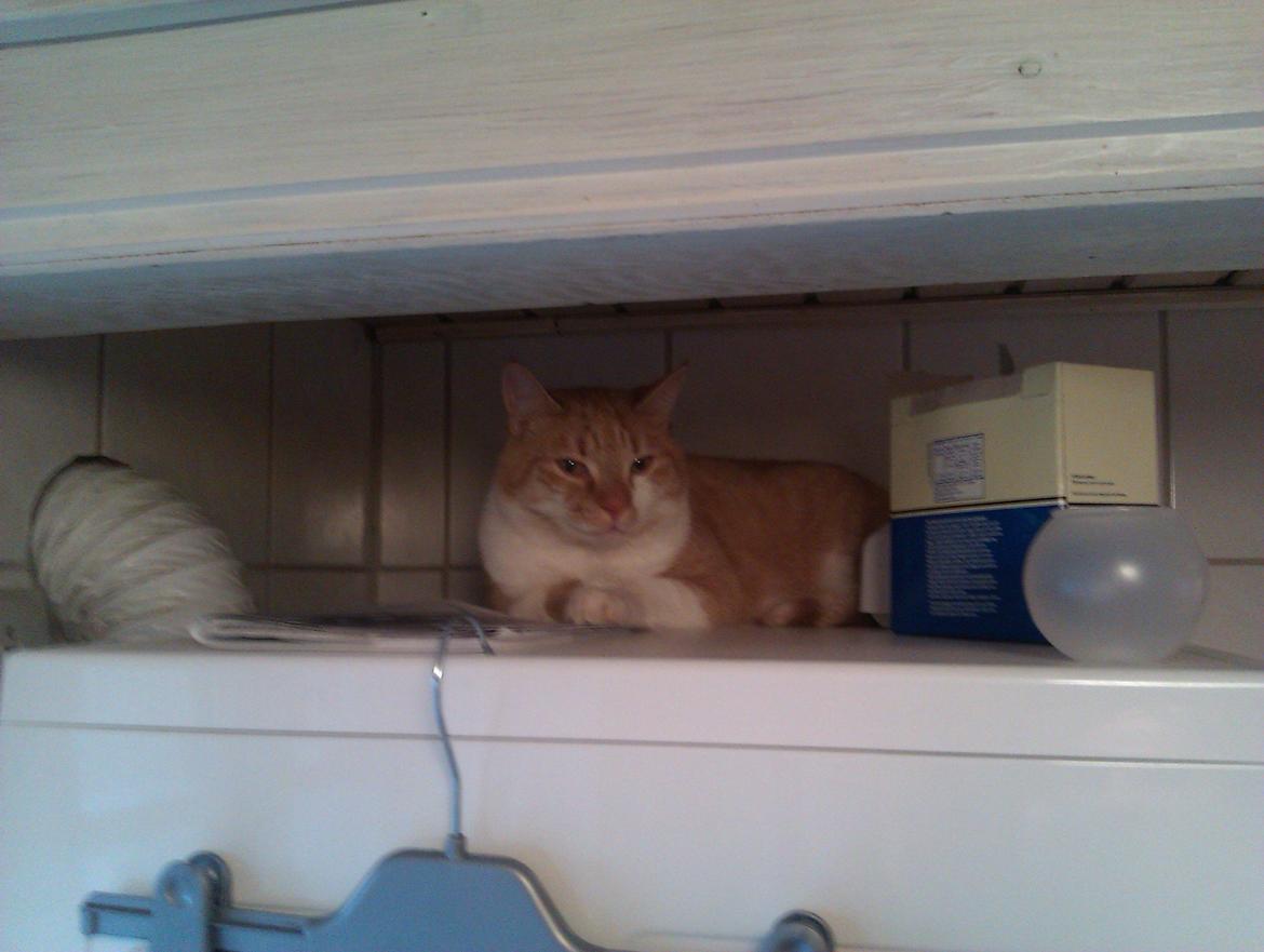 Huskat Walter billede 10