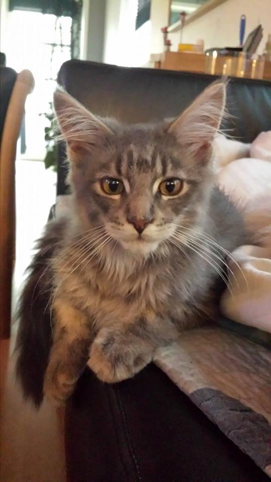 Maine Coon Aslan jr. ( Findus i stambog) billede 14