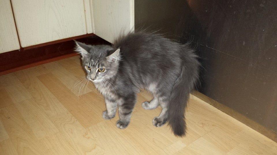 Maine Coon Aslan jr. ( Findus i stambog) billede 13