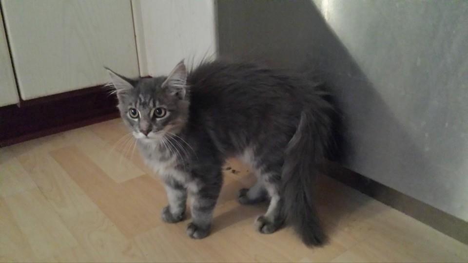 Maine Coon Aslan jr. ( Findus i stambog) billede 10