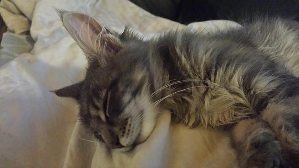 Maine Coon Aslan jr. ( Findus i stambog) billede 17