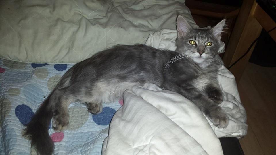 Maine Coon Aslan jr. ( Findus i stambog) billede 19