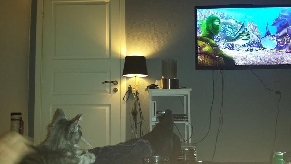 Maine Coon Aslan jr. ( Findus i stambog) billede 23