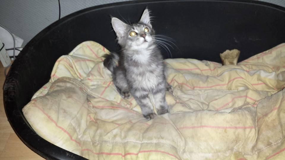 Maine Coon Aslan jr. ( Findus i stambog) billede 21