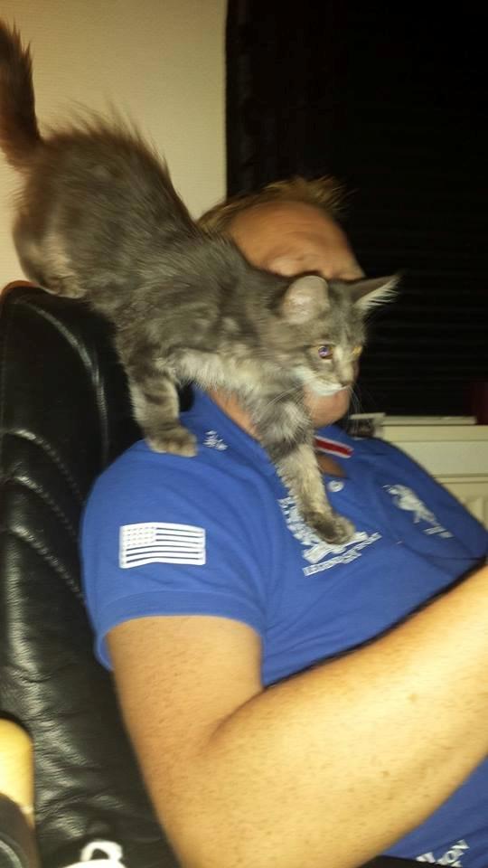 Maine Coon Aslan jr. ( Findus i stambog) billede 22