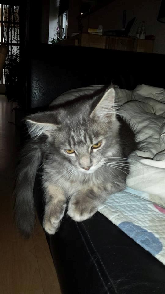 Maine Coon Aslan jr. ( Findus i stambog) billede 18