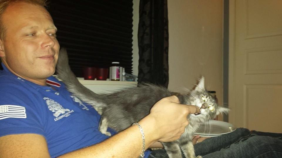 Maine Coon Aslan jr. ( Findus i stambog) billede 24