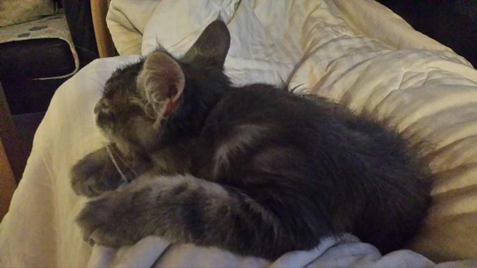 Maine Coon Aslan jr. ( Findus i stambog) billede 20