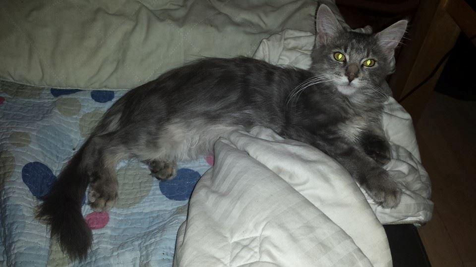 Maine Coon Aslan jr. ( Findus i stambog) billede 25