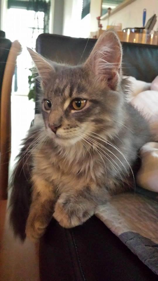 Maine Coon Aslan jr. ( Findus i stambog) billede 15
